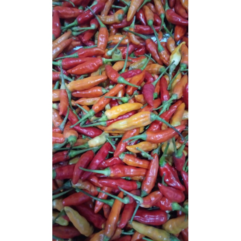 

BRANDS FESTIVAL CABE RAWIT SEGAR 1kg