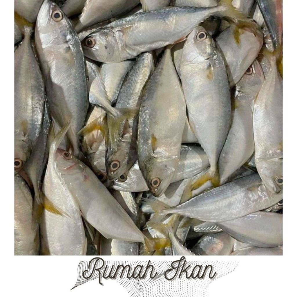 

Ikan Kembung Gepeng Utuh Segar 1Kg