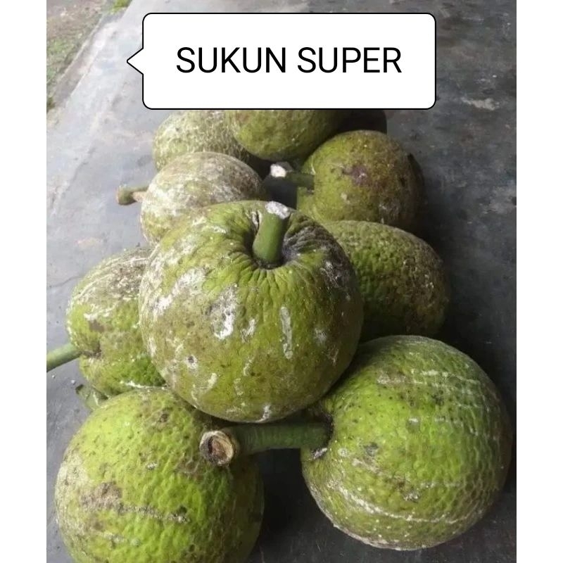 

BUAH SUKUN SIAP GORENG 1KG