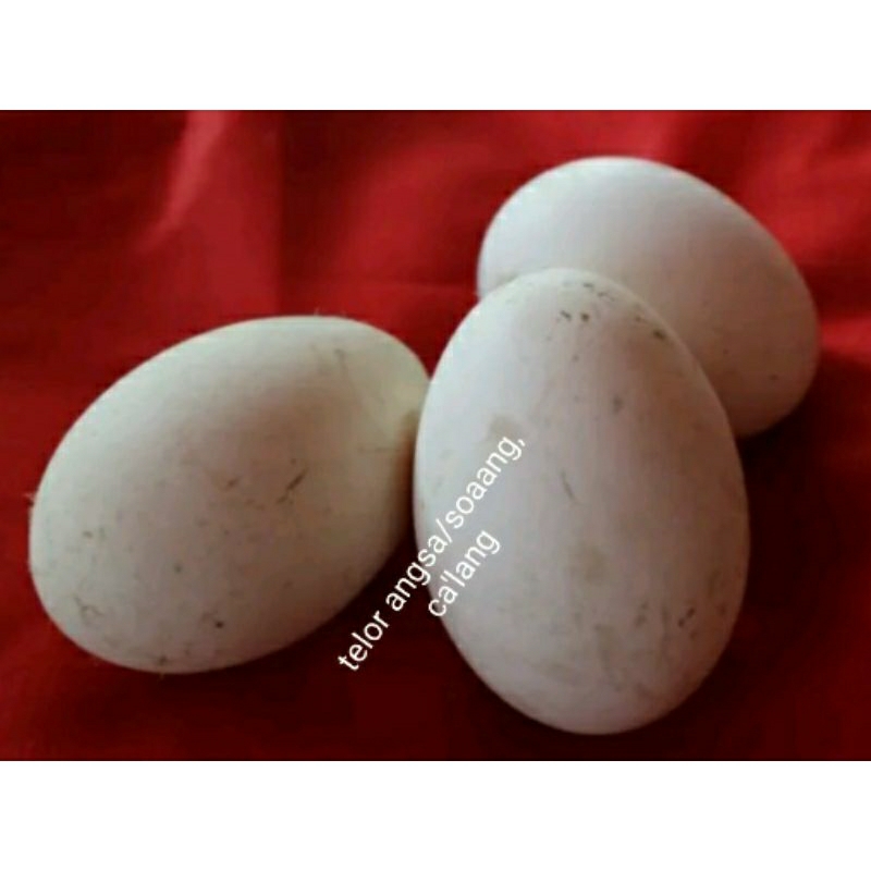 

Telor angsa/telor soaang temburuk asli