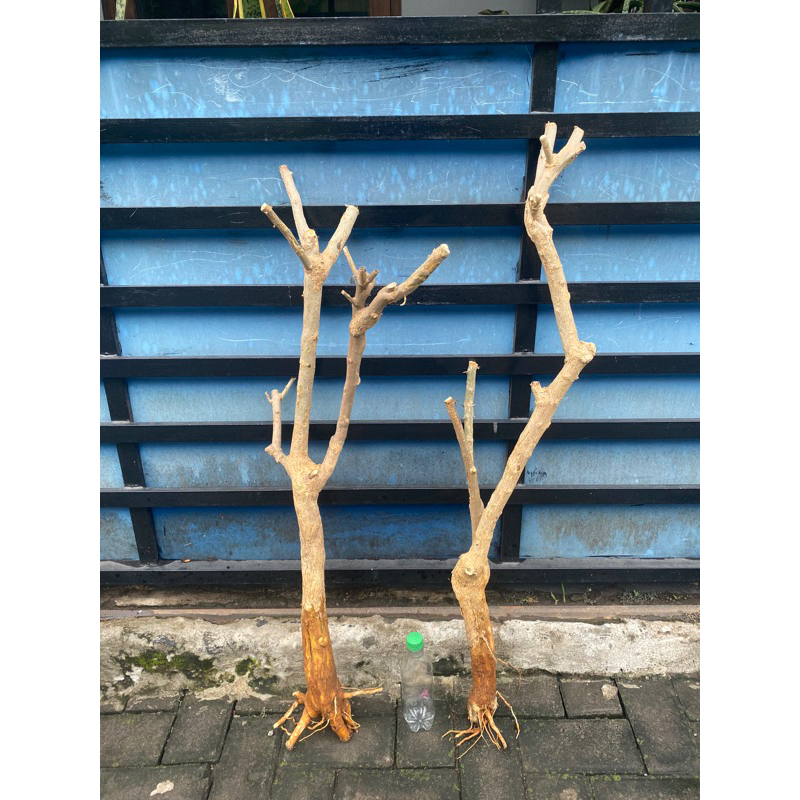 Paket Hemat Dapat 2 Bonggol Bougenville Pohon Taman Halaman Rumah Bugenvile