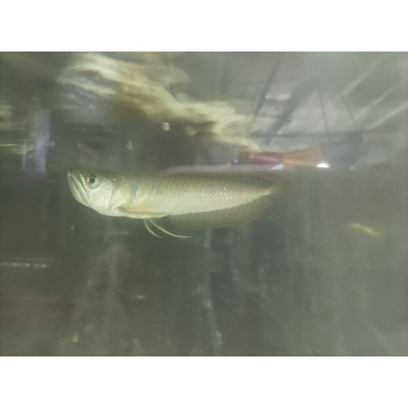 ikan arwana silver