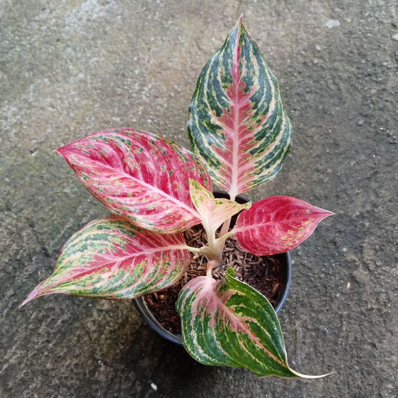 Aglonema Pink Beauty