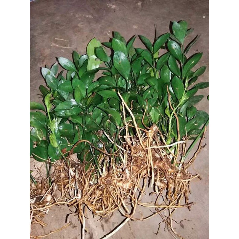 bibit daun potong ruskus cocok untuk bucket dan dekorasi pernikahan