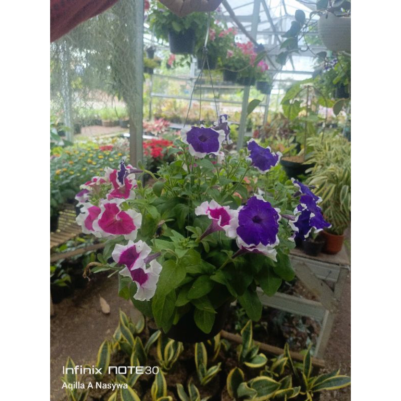 tanaman gantung bunga petunia