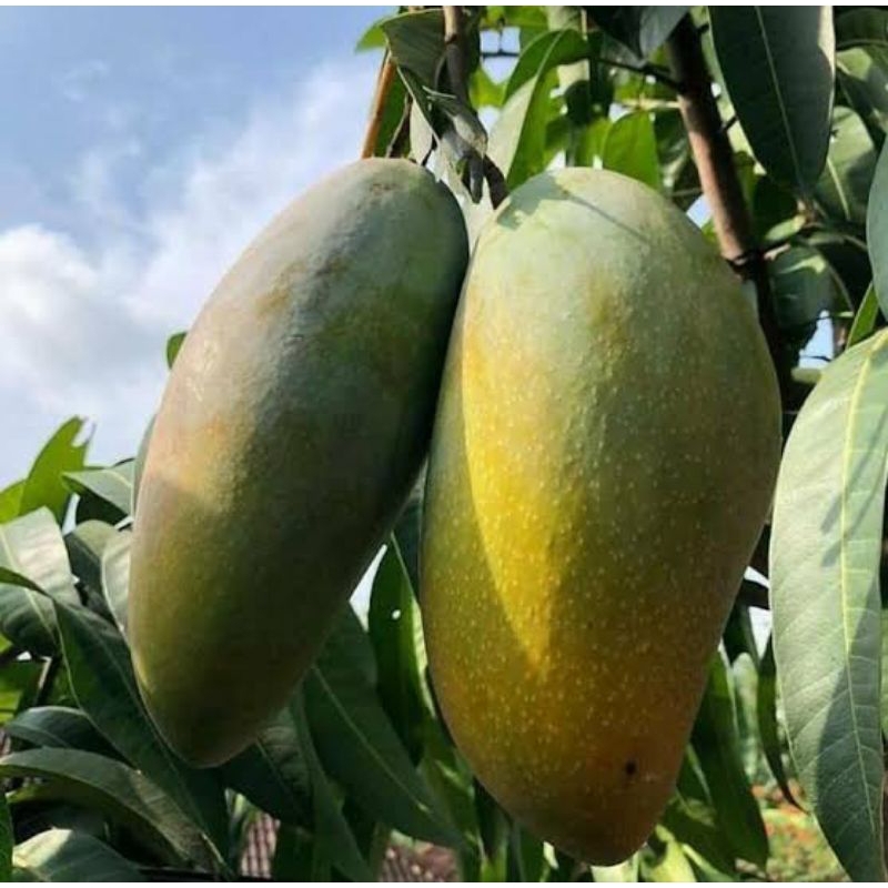 BIBIT MANGGA KIOJAY HASIL OKULASI SIAP BERBUNGA
