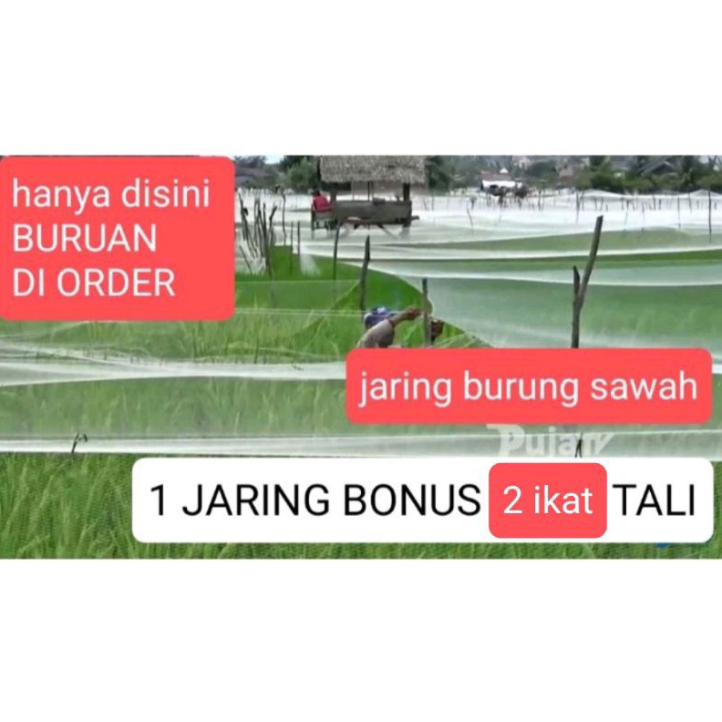 HARGA GROSIR JARING BURUNG JARING PADI JARING EMPRIT JARING SAWAH 75 x 9 METER JEBAKAN PERANGKAP BUR