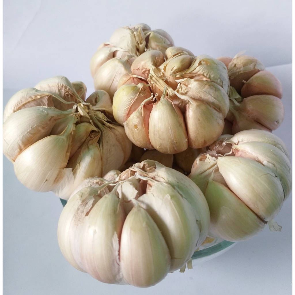 

Bawang Putih