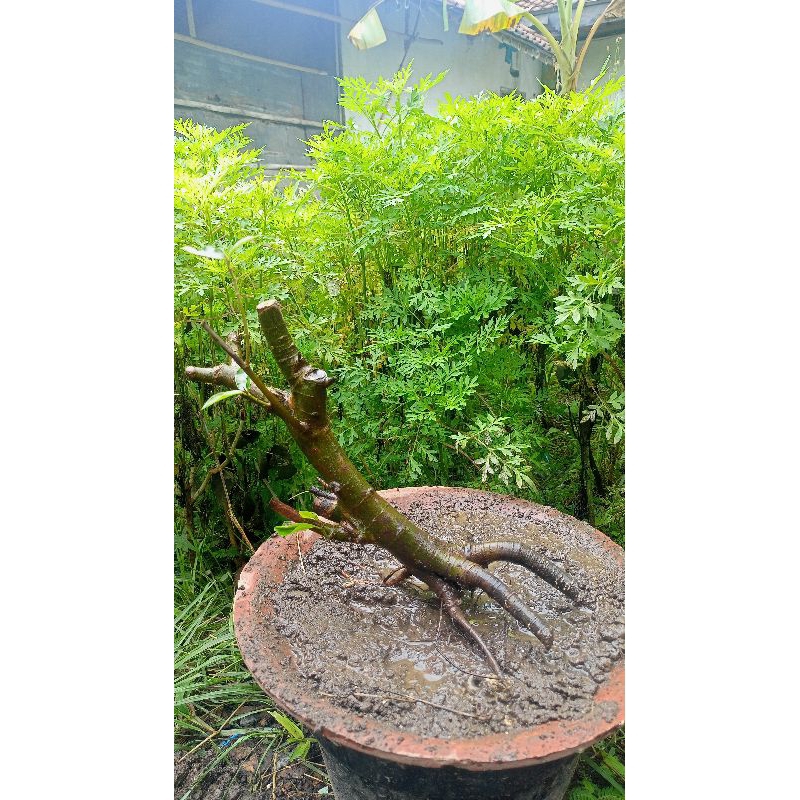 bahan bonsai Loa dongkelan