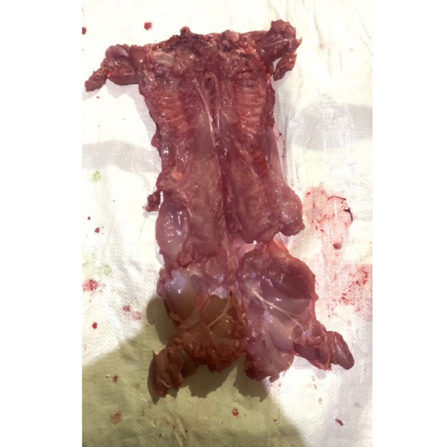 

DAGING KELINCI FILLET & SATE KELINCI