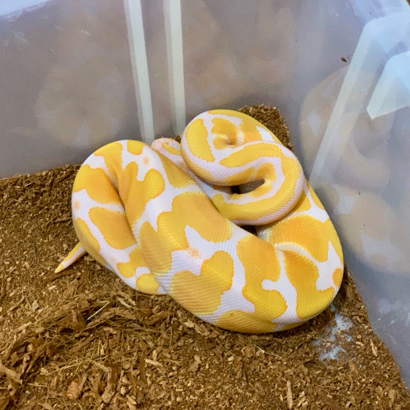 (M) Lavender Ball Python [2023020710]