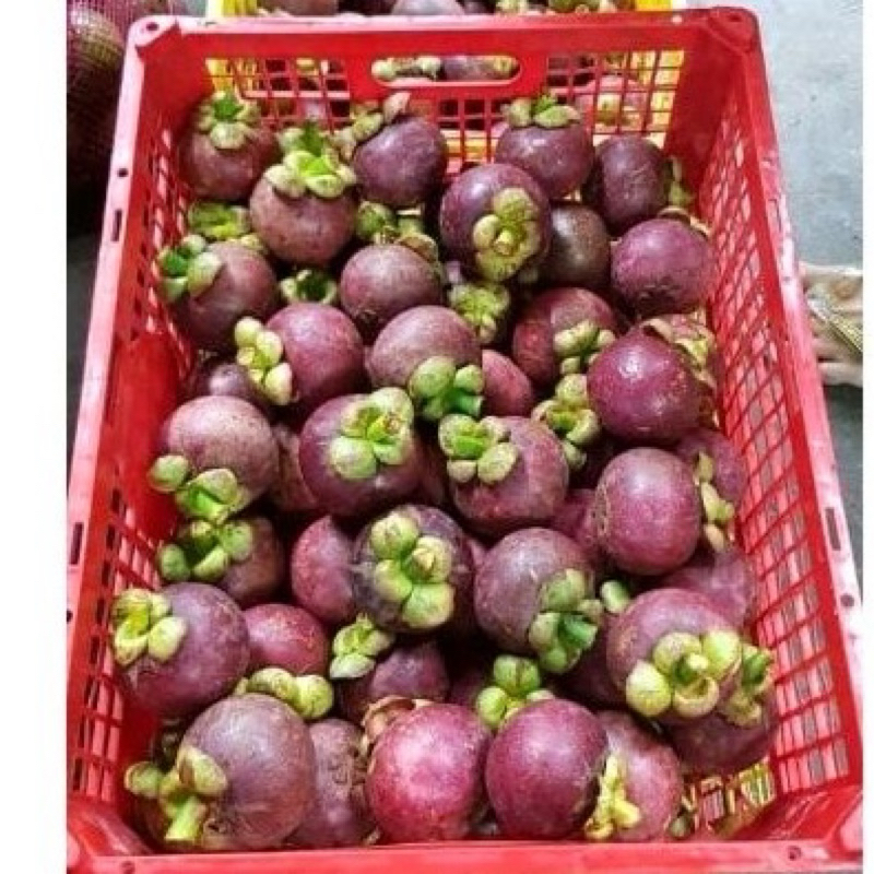 

QUEEN BUAH - Buah Manggis Segar