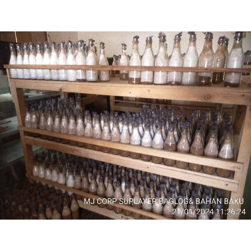 Bibit jamur kuping f2