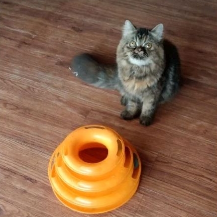 Kitten Persia Betina Flatnose Long Hair