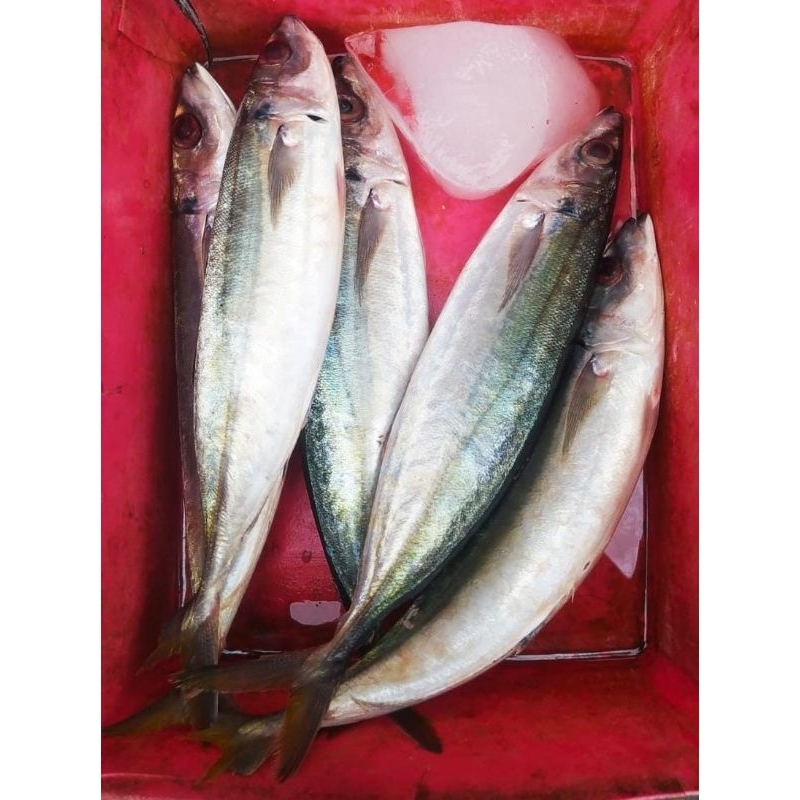 

ikan Salem segar 1 kg