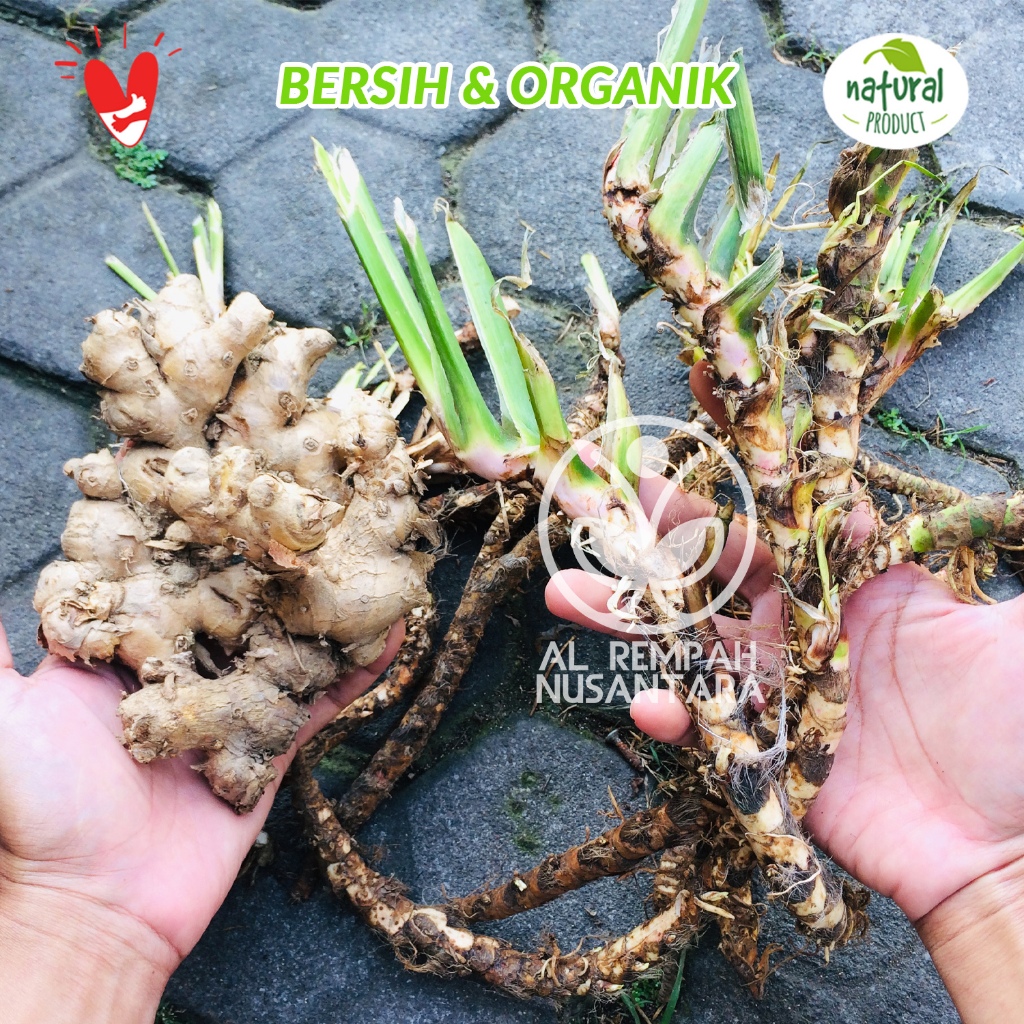 

Dlingo Bengle 250gr Paket Sawan Anak