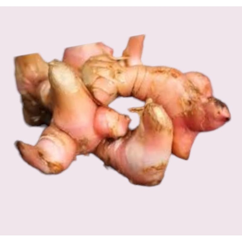 

Lengkuas 1kg Segar Bersih Berkualitas cocok untuk Bumbu Dapur