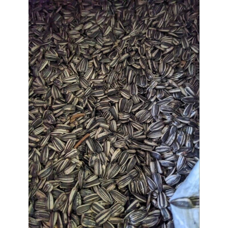 

kuaci 50 Gram