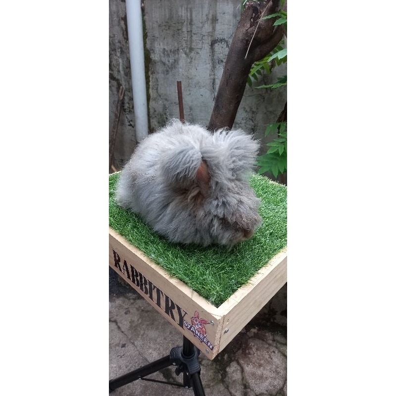 kelinci english anggora