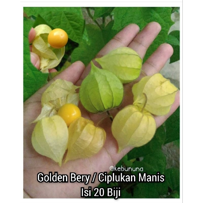 Biji GOLDEN BERRY / CIPLUKAN MANIS