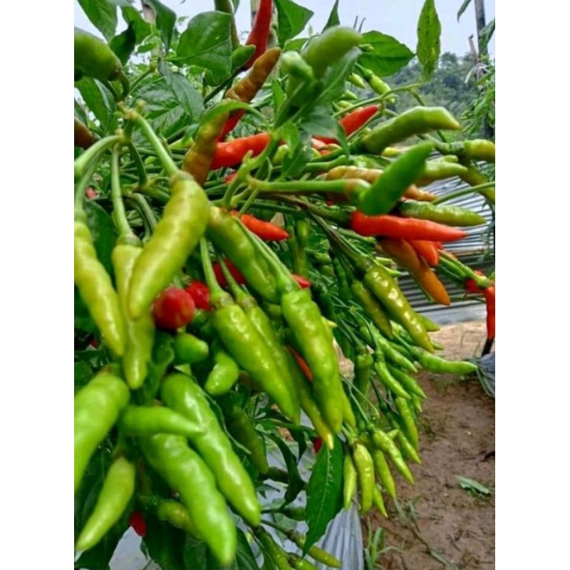 500 BENIH UNGGUL CABE RAWIT ORION HIJAU TAHAN VIRUS