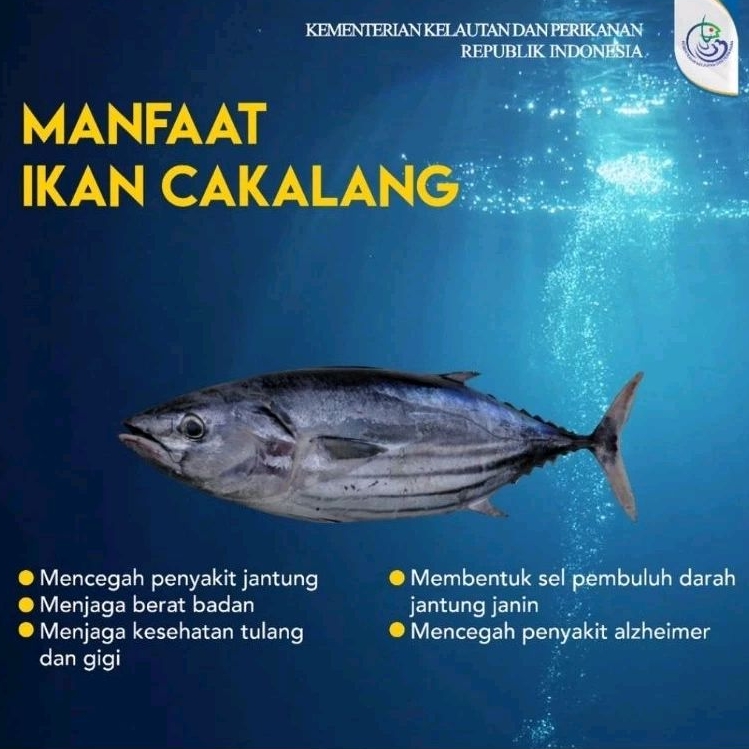 

IKAN CAKALANG BESAR / SUPER / SEGAR