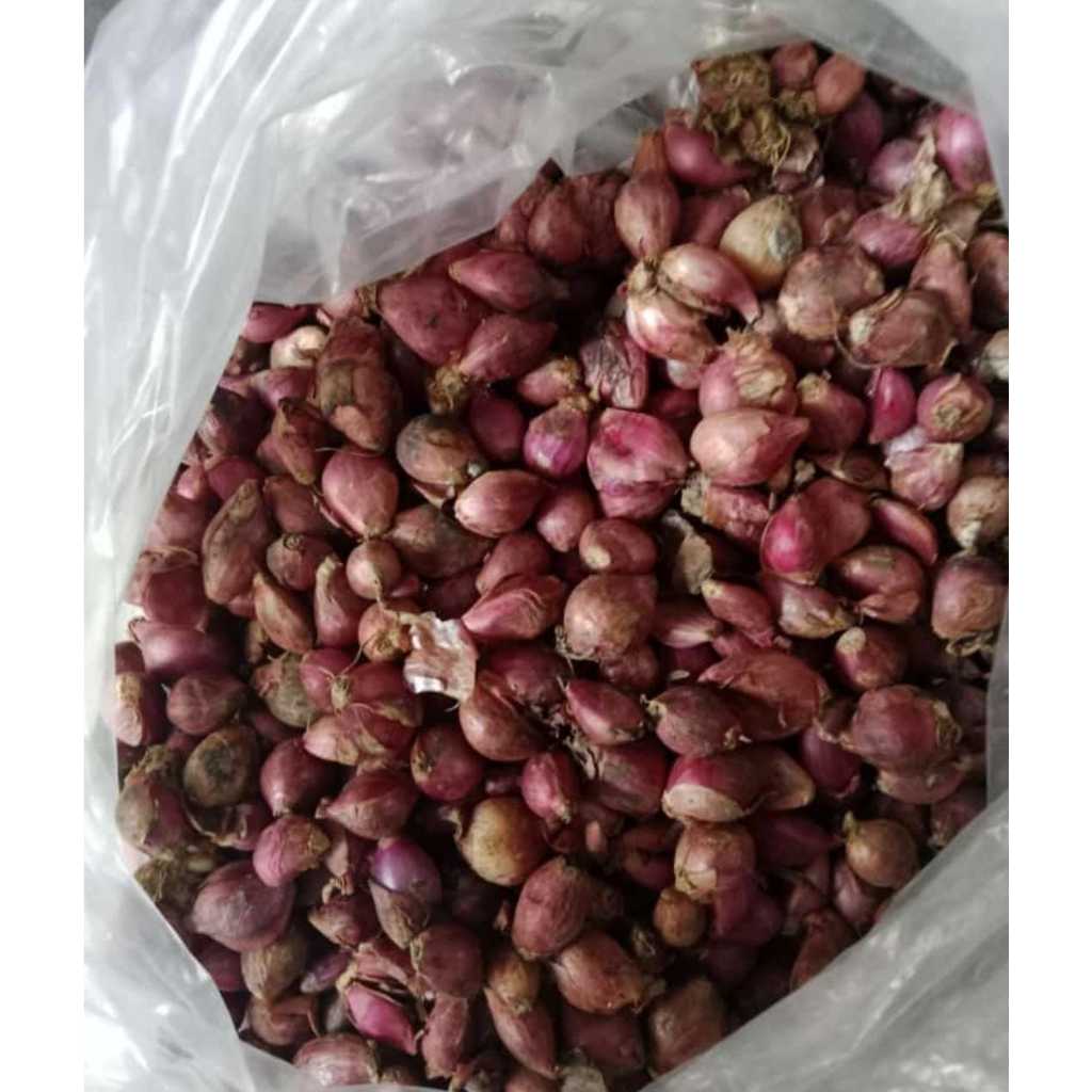 

BAWANG MERAH BREBES KECIL