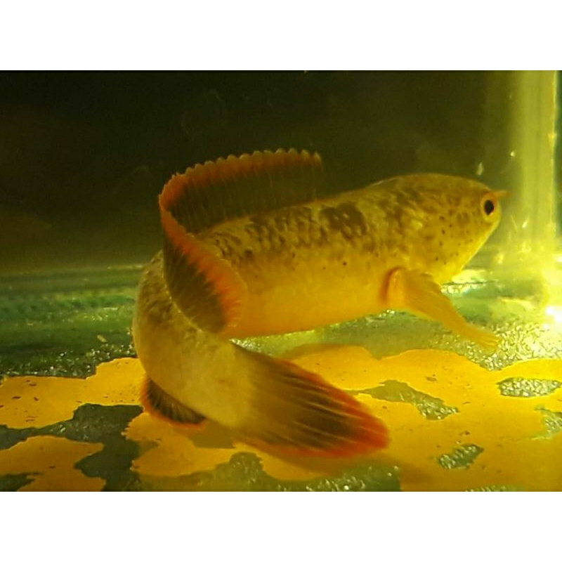 Limbata Lawu red Rim