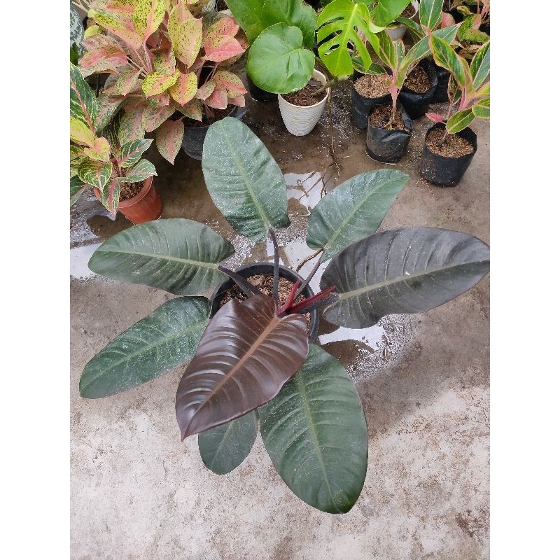 Black Cardinal Philo