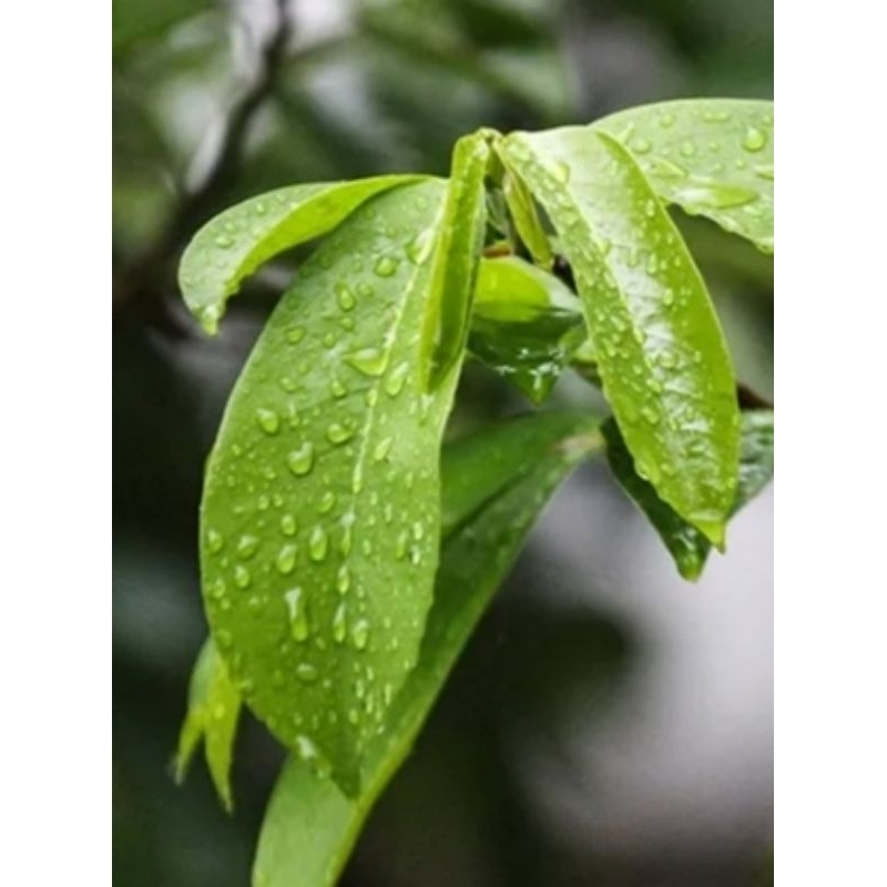 

DAUN SIRSAK SEGAR | PILIHAN | ORGANIK | NON PESTISIDA