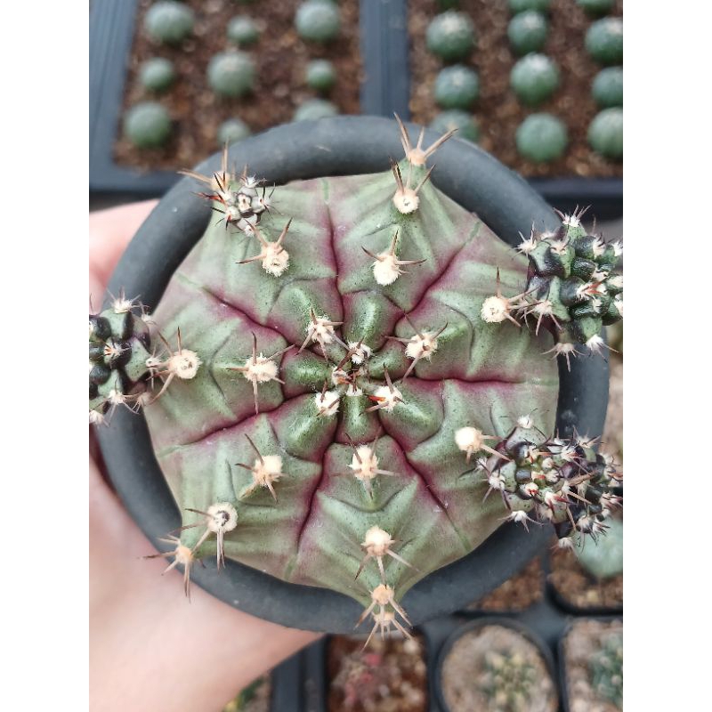 Gymnocalycium Purple Nebula | Kaktus | Gymno varigata