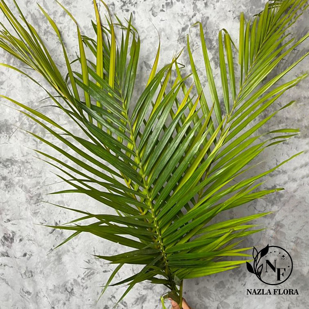 NAZLA Daun Potong Palem Kuning Hidup Segar