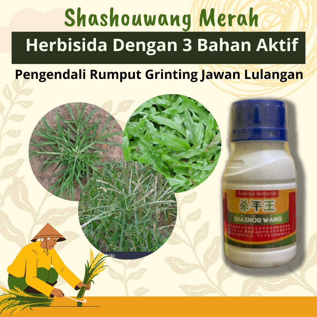 Shashouwang Merah Pembasmi Rumput Liar Herbisida Sistemik Selektif Obat Rumput Grinting Jawan Lulang