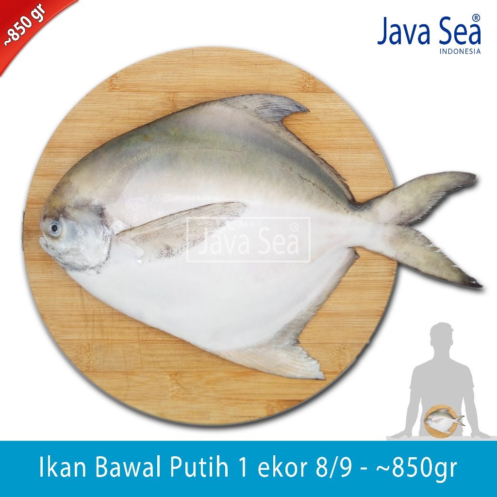 

Ikan Bawal Putih Utuh 8/9 pack ~850gr Java Sea