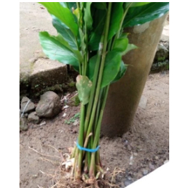 Bibit Kapulaga hibrida / Bibit Kapulaga Hijau / Bibit kapulaga