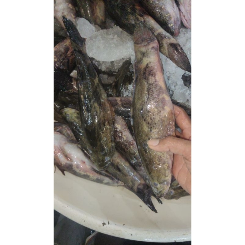 

ikan gabus males