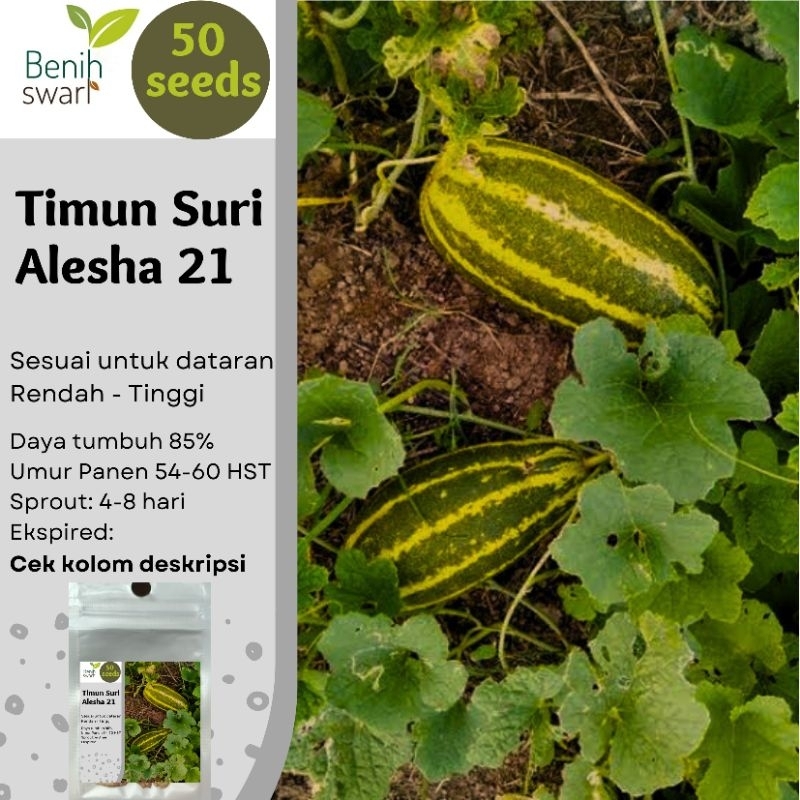 Benih Swari: (isi 50 butir) Benih Timun Suri Unggul Alesha 21