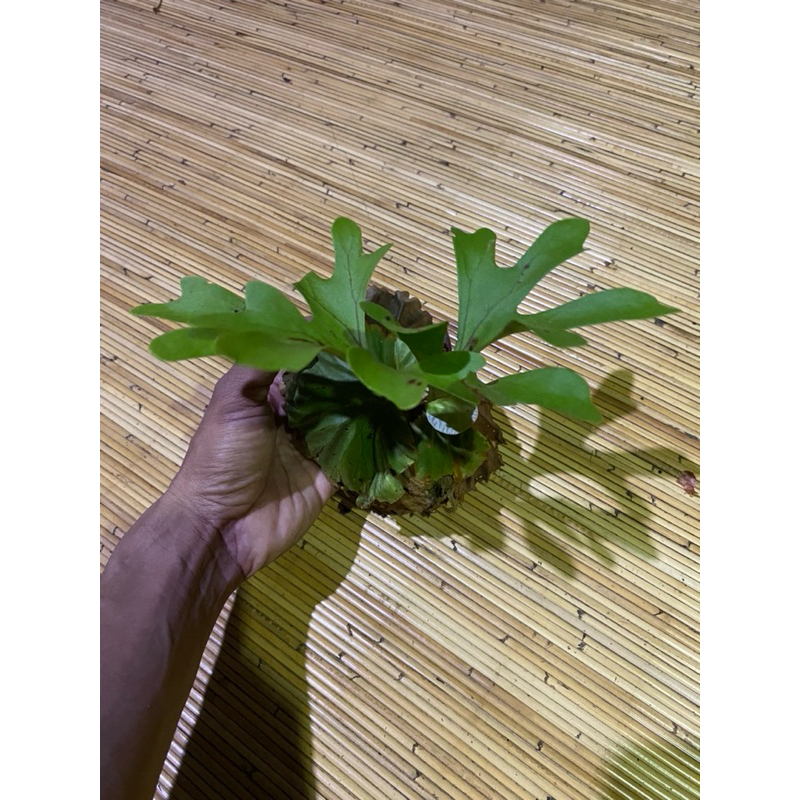 PLATYCERIUM RIDLEYI,Isi 2 platy.uk baby.TANAMAN TANDUK RUSA