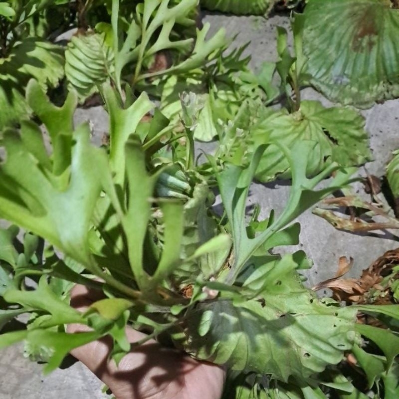 2 pcs.tanaman tanduk rusa,platycerium ridleyi.size beby.