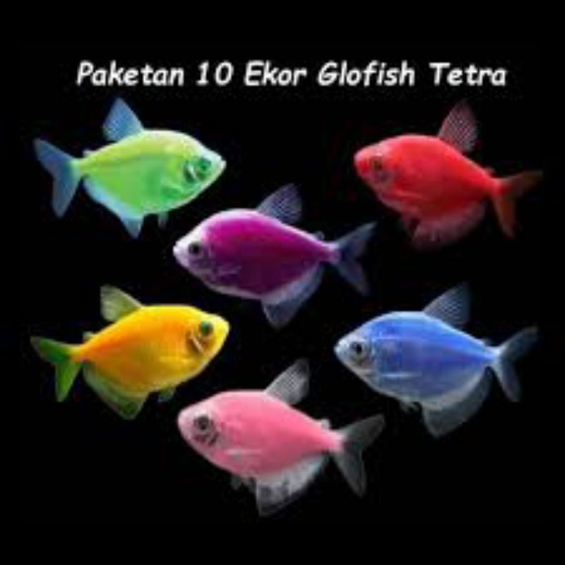 

Tetra glofis paket 15 ekor warna