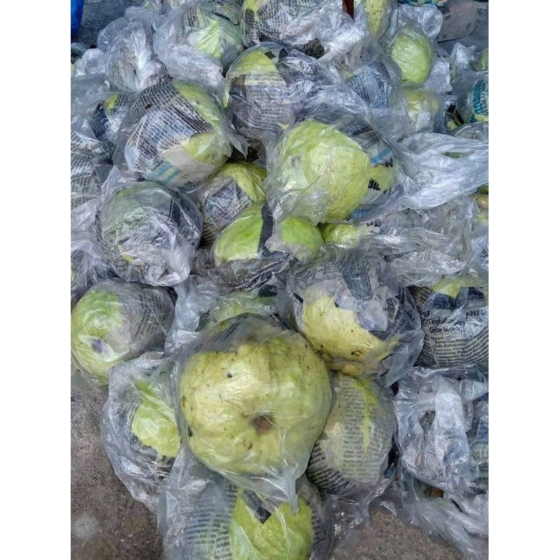 

Jambu biji putih / jambu klutuk berat 1 kg