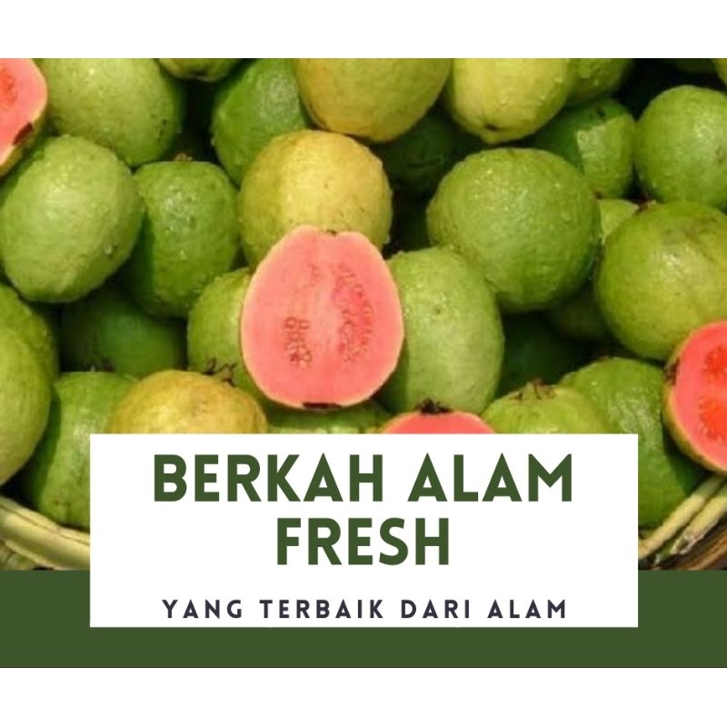

JAMBU BIJI MERAH FRESH, GUAFA 500 GRAM