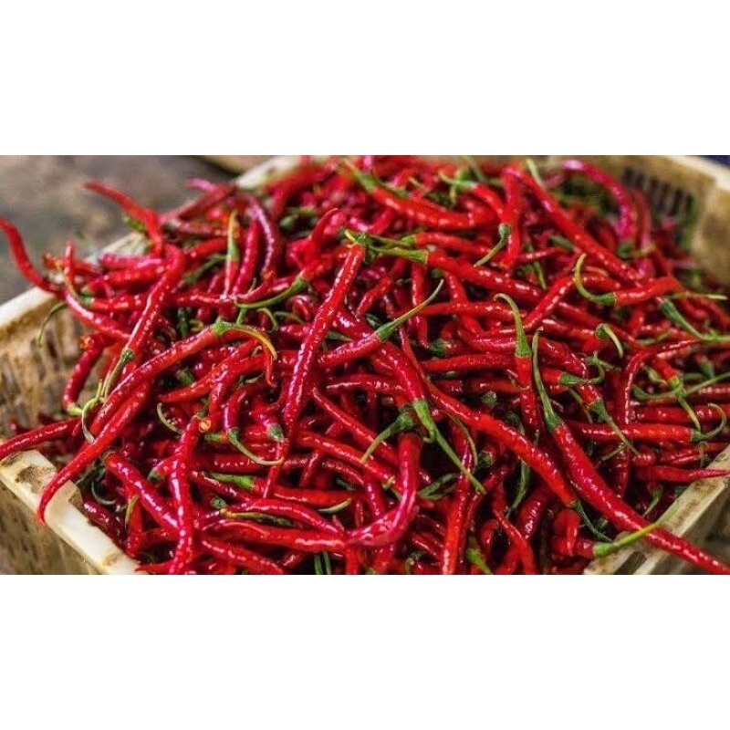 Bibit cabai merah keriting