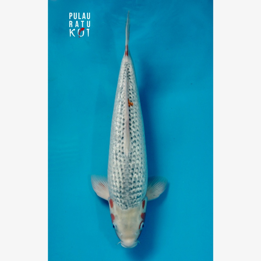 asagi ginrin 55 bu ooya ikan koi import sertifikat breeder