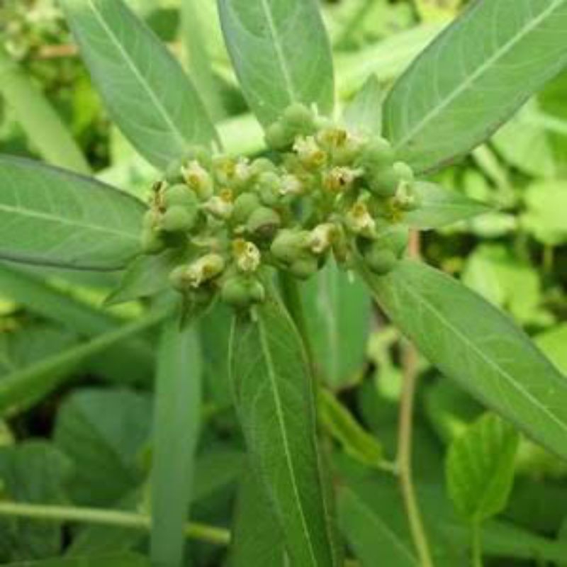 

jual daun Sena segar termurah