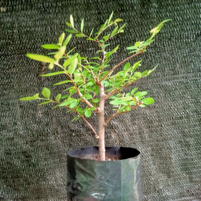 Ulmus Mikro Bahan Bonsai / Ulmus Daun Mikro