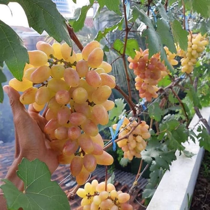

anggur trans valid asli