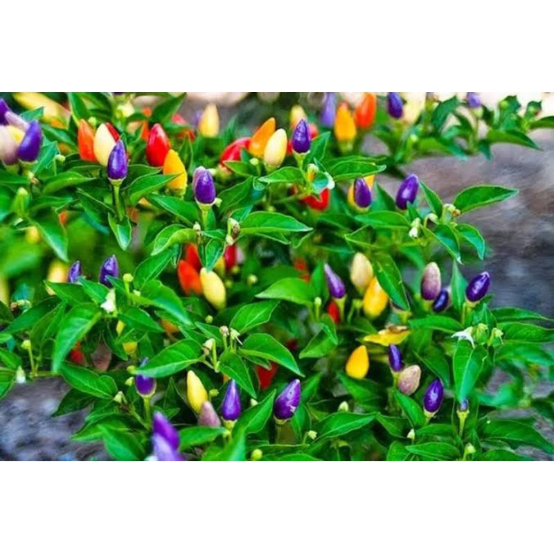 SUDAH BERBUAH SIAP PANEN Cabe pelangi