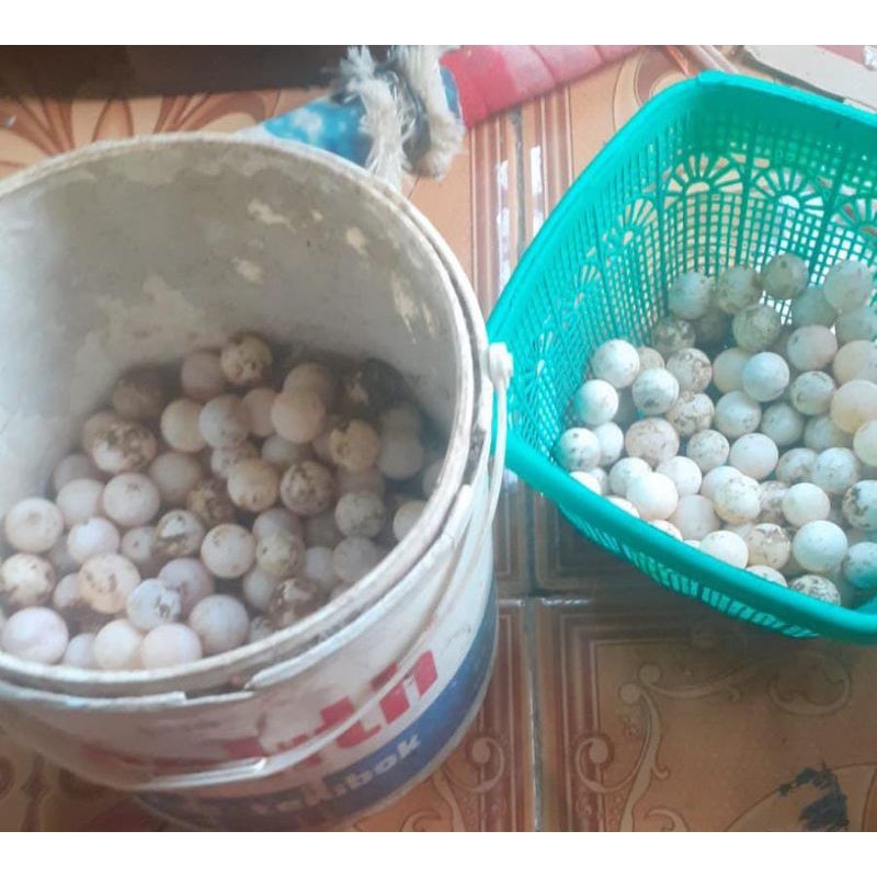 

telur bulus serat