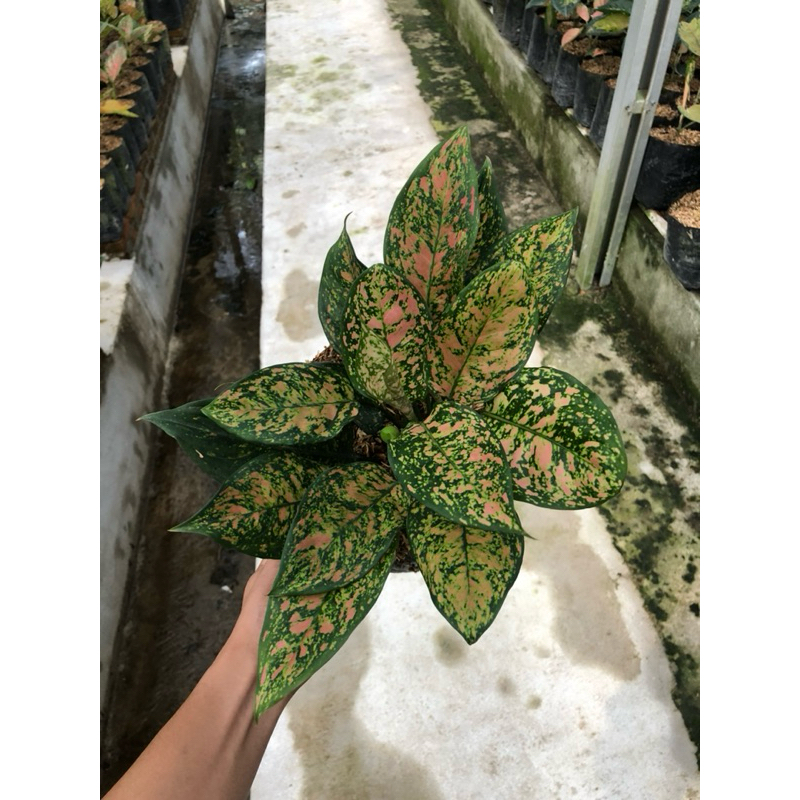 RUBY CIANGMAY AGLONEMA